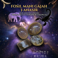 PERMATA FOSIL MANI GAJAH 3 ANASIR